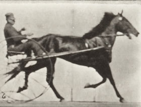 Plate 594 'Pronto' pacing, harnessed to sulky — figure reference